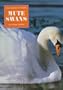 Mute Swans (Creatures in White Series)