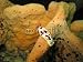 Wallmonkeys Peel and Stick Wall Decals - White Nudibranch - Removable Graphic