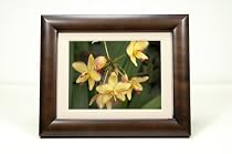 VARIATION PARENT: Smartparts SP104C 10.4-Inch Digital Picture Frame (Cherry Wood)