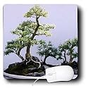 Trees - Bonsai Tree - Mouse Pads