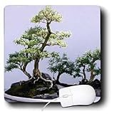 Trees - Bonsai Tree - Mouse Pads