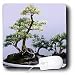 Trees - Bonsai Tree - Mouse Pads