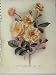 Semi-Climbing Rose Trier 1910 Yellow White Flower Green