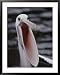 Australian Pelican with Gaping Bill National Geographic Collection Framed Art Poster Print by Jason Edwards, 31x39