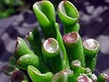 ET Fingers Cactus -Crassula portulacea v. gollum- RARE