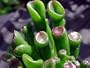 ET Fingers Cactus -Crassula portulacea v. gollum- RARE