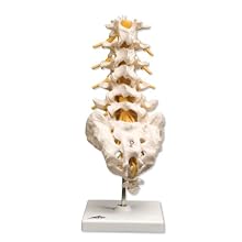 3B Scientific A74 Lumbar Spinal Column, 13.4" Height