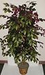 5' Capensia (Red Ficus) Tree