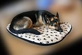 Hundebett - Hundedecke - Hundekissen 76 x 56cm