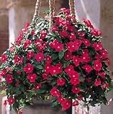 Vinca Seeds - Vinca Mediterranean Deep Rose Hybrid