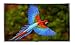 EliteScreens 100-Inch Home Theater Projection Screen