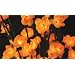 The Light Garden AMFL60 Amber Plum Tree Flower with 60 Lights