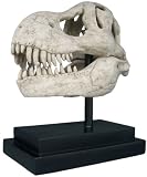T-Rex Dinosaur Skull Fossil Statue on Museum Mount