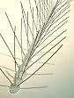 Bird-X - SLS-24 - Slim Bird Roost Inhibitor Spikes - Stainless Steel - 24 ft. - 2.25 in. Slim