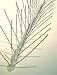 Bird-X #STS-10 10' Stainless Steel Comm Bird Spike