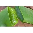 BUY : Aloe Vera - Medicine Plant - Burn Plant - Miracle Plant