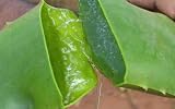 Aloe Vera - Medicine Plant - Burn Plant - Miracle Plant
