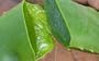 Aloe Vera - Medicine Plant - Burn Plant - Miracle Plant