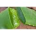 Aloe Vera - Medicine Plant - Burn Plant - Miracle Plant