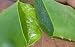 Aloe Vera - Medicine Plant - Burn Plant - Miracle Plant