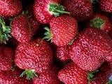 Multiplex Everbearing Strawberry Fruit Plant Seed 100 Stratisfied Berry Plant Seeds