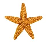 Orange Sea Star Wild Safari Sea Life