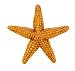 STARFISH ORANGE by Safari, Ltd.