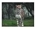 No place to run Emerging Artists Photographic Poster Print by Glenn R McColl, 20x16