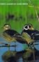 North American Game Birds (Hunting & Fishing Library)