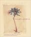 Wildflowers
(Deluxe
Notecards)
(Deluxe
Notecards)