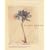 Wildflowers: Deluxe Notecards