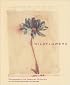 Wildflowers: Deluxe Notecards