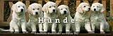 Produkt-Bild: Literarischer Tischkalender Hunde 2013