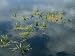 Aquatic Grasses Poking Through the Surface of Calm Water Photographic Poster Print, 2...