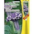 Engelstrompete Violettblau (Port. inkl. Stecketikett)