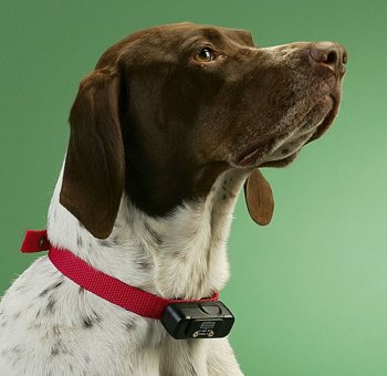Radio Systems PetSafe  Radio Fence  Boundary Kit
