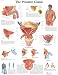 41WD9DAJZZL. SL75  Do Natural Remedies Work in Prostate Gland Problems?