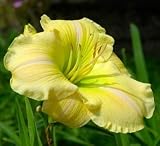 Serenity Morgan Reblooming Daylily - Hemerocallis - B001T7JXK6