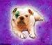 Bulldog Art Print on Canvas