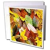 Leaves - Fall Leaves - Greeting Cards-12 Greeting Cards with envelopes