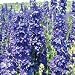 Organic Galilee Blue Double Larkspur - 50 Seeds