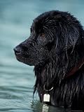 Black Newfoundland Standing in Water Animals Photographic Poster Print by Adriano Bacchella, 12x16
