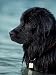 Black Newfoundland Standing in Water Animals Photographic Poster Print by Adriano Bacchella, 12x16