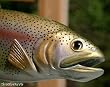 Taxidermy 18" Fiberglass Rainbow Trout Fish Statue