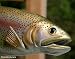 Taxidermy 18" Fiberglass Rainbow Trout Fish Statue