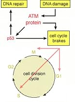 Genes and Disease - The Heart and Blood Vessels