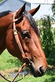 Mesquite Slip Ear Headstall with Spots & Rawhide USA leather