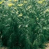 Florence Fennel – Park Seed Herb Seeds