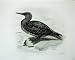 1906 The Gannet Sula Bassana Immature Bird Plate