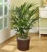 Plants - Plants by 1800Flowers - Cat Palm Floor Plant